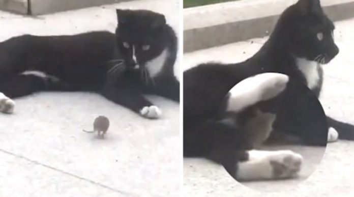 Gato e rato brincam em vídeo e internet viraliza: Tom & Jerry da vida real