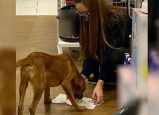 Mulher viraliza após dar a própria marmita para cachorro de rua que estava faminto