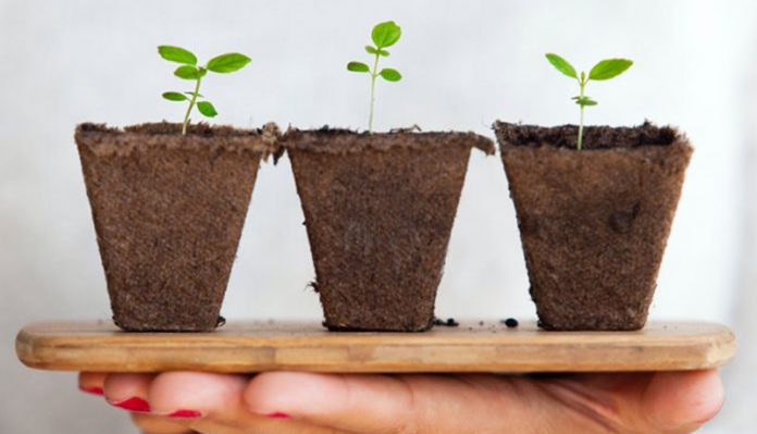 O simples gesto de plantar mudas e sementes ajuda a reduzir níveis de estresse