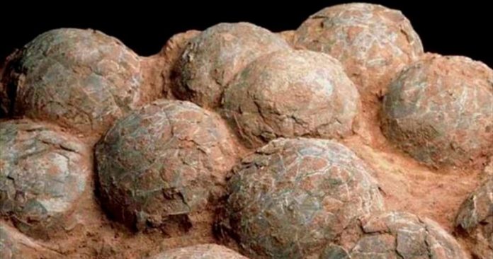 Ovos de dinossauro com embriões de 70 milhões de anos são encontrados!