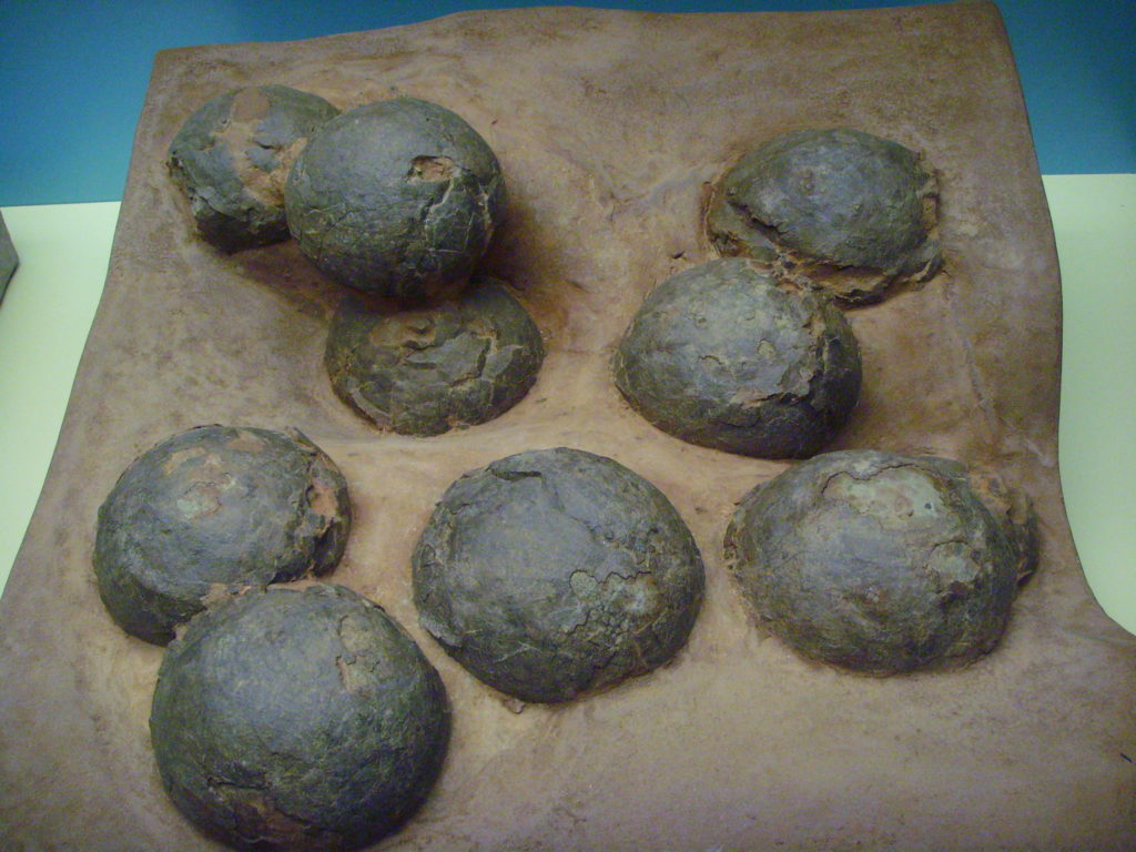 asomadetodosafetos.com - Ovos de dinossauro com embriões de 70 milhões de anos são encontrados!