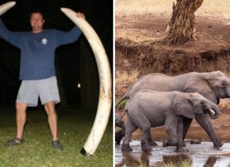 Um dos mais famosos caçadores do mundo morreu esmagado por um elefante