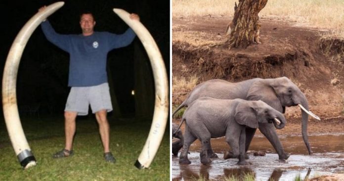 Um dos mais famosos caçadores do mundo morreu esmagado por um elefante