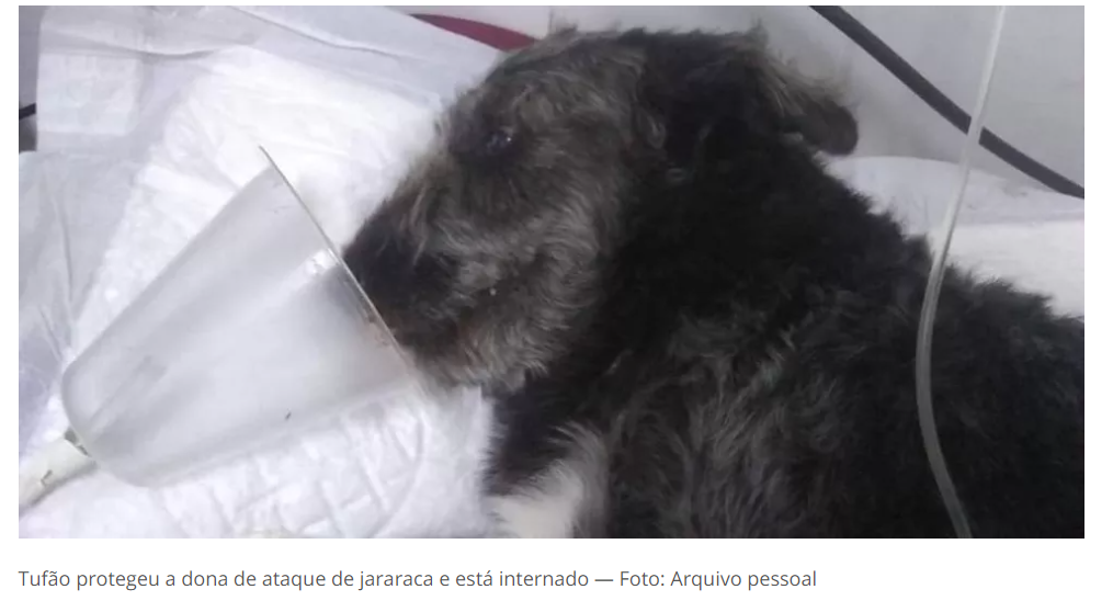 asomadetodosafetos.com - No litoral SP, cão salva menina de 12 anos ao lutar contra cobra e vira herói