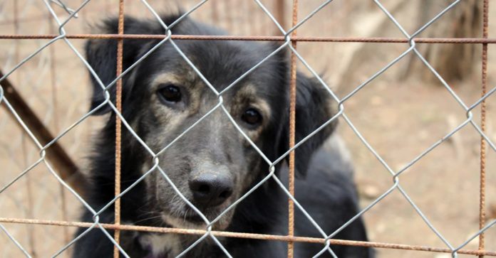 Austrália punirá abusadores de animais em até 2 anos de prisão