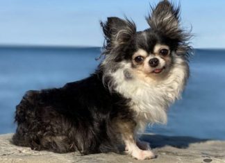 Chihuahua é eleito o cão do ano por seus cuidados para com animais doentes