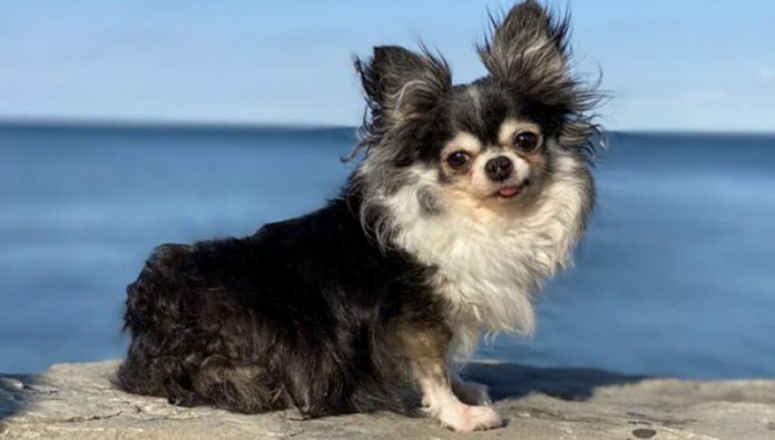Chihuahua é eleito o cão do ano por seus cuidados para com animais doentes
