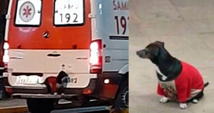 Melhor companheira: cão vai na ambulância para acompanhar dono até o hospital