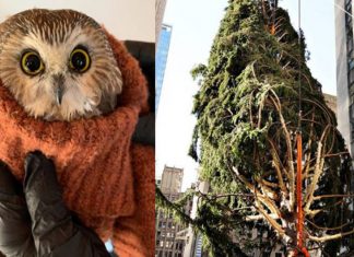 Na árvore de Natal mais famosa do mundo, em NY, coruja é resgatada