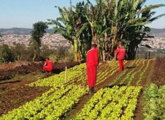 No Brasil, detentos plantam verduras que são doadas para alimentar população