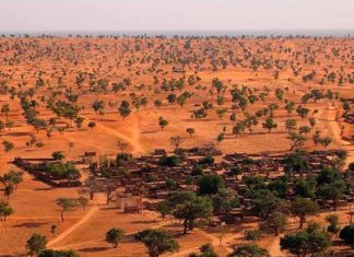 Via satélite, uma floresta desconhecida é descoberta em meio ao deserto do Saara