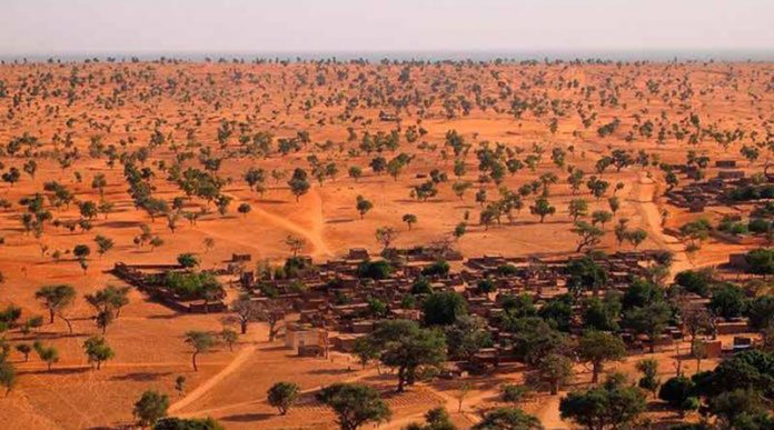 Via satélite, uma floresta desconhecida é descoberta em meio ao deserto do Saara