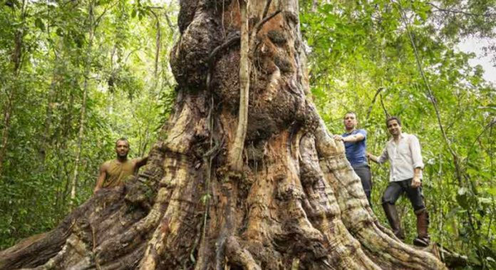 Com 500 anos de idade, maior árvore de pau-brasil é descoberta na Bahia: histórico