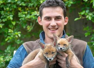 Homem faz cesariana em raposa que foi atropelada e salva 4 filhotes