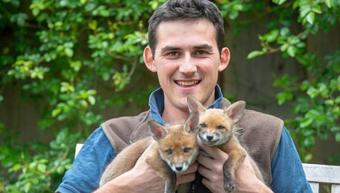 Homem faz cesariana em raposa que foi atropelada e salva 4 filhotes
