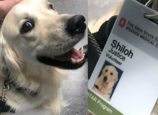Para alegrar funcionários e pacientes, hospital contrata cão: tem crachá e tudo