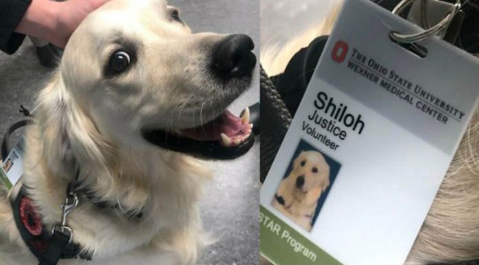 Para alegrar funcionários e pacientes, hospital contrata cão: tem crachá e tudo