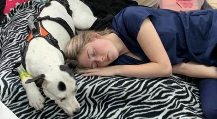 Para confortar pitbull com câncer, técnica veterinária dorme ao seu lado: compaixão