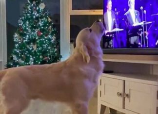 Sensação na internet, cão viraliza ao “cantar” música natalina com Pavarotti na TV: vídeo