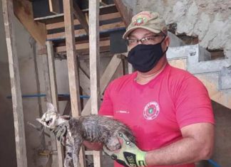 Bombeiros resgatam gatinho que estava preso há 24 horas em cano: impressionante