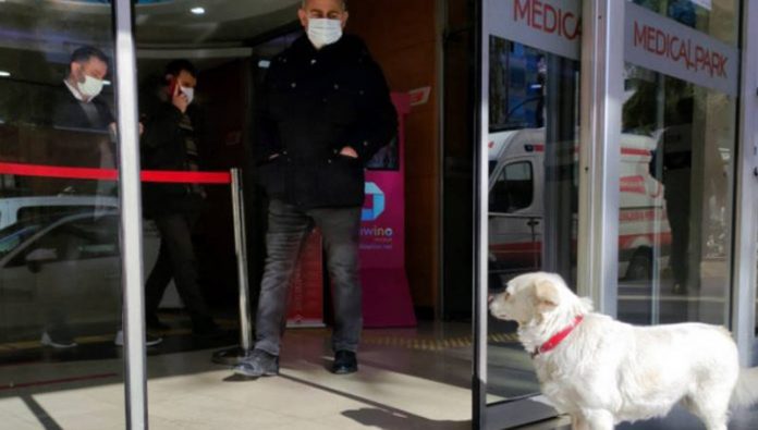 Cachorrinha esperou dias na porta do hospital até reencontrar dono que estava internado