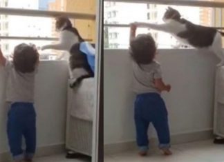 Gato protege e salva bebê ao impedi-lo de subir na grade do apartamento: vídeo