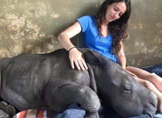 Jovem resgata bebê órfão de rinoceronte e ela agora acha que é sua mãe. Amor genuíno