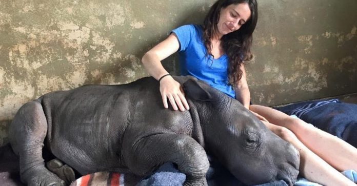 Jovem resgata bebê órfão de rinoceronte e ela agora acha que é sua mãe. Amor genuíno