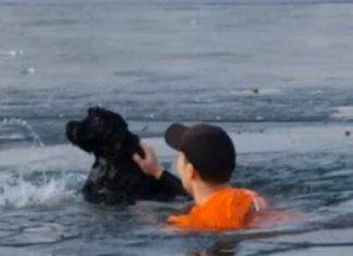 Para salvar cão em lago congelado, homem interrompe corrida: veja o vídeo
