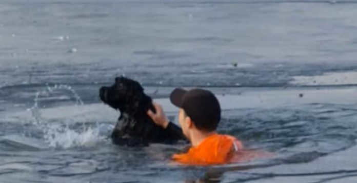 Para salvar cão em lago congelado, homem interrompe corrida: veja o vídeo
