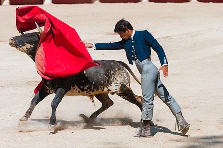 asomadetodosafetos.com - Prefeitura de Quito proíbe shows com abuso de animais. É o fim das touradas