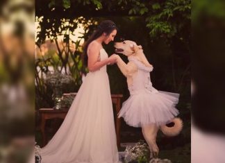Sucesso no TikTok: cadela é dama de honra no casamento da sua tutora
