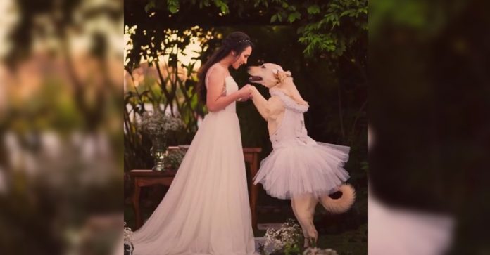 Sucesso no TikTok: cadela é dama de honra no casamento da sua tutora