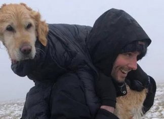 Alpinistas salvam vida de cão perdido que estava montanha, carregando-o nas costas por 10km