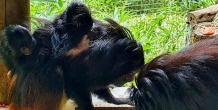 Boa notícia: nascem gêmeos de Mico-leão-preto em BH. Espécie ameaçada.
