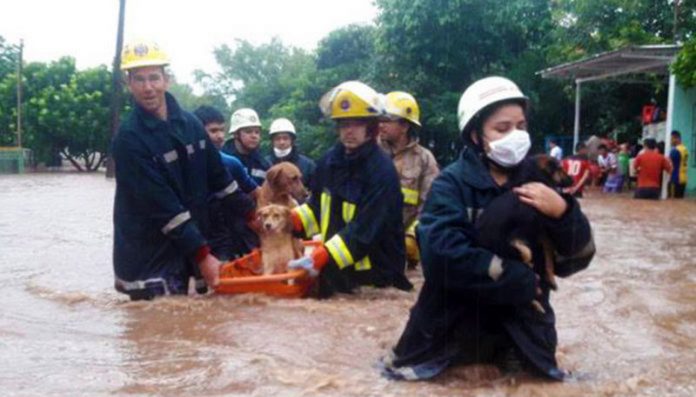 Bombeiros resgatam cães no colo em enchente até serem levados para outro abrigo