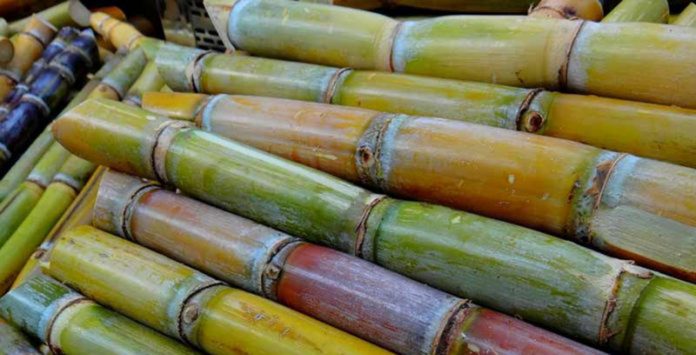 Brasileiros descobrem que bagaço da cana-de-açúcar é capaz de limpar água contaminada