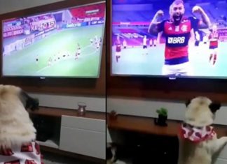 Cão comemorando gol do Flamengo na frente da TV viraliza e ele agora é xodó da torcida
