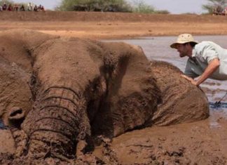 Elefanta é resgatada de se afogar em lama que afundava: união das pessoas fez a diferença