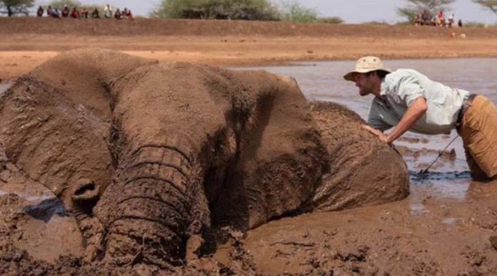 Elefanta é resgatada de se afogar em lama que afundava: união das pessoas fez a diferença