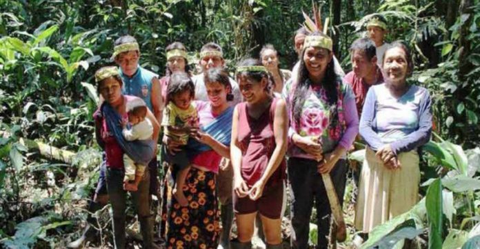 150 mil árvores são plantadas por mulheres indígenas na Amazônia: que benção