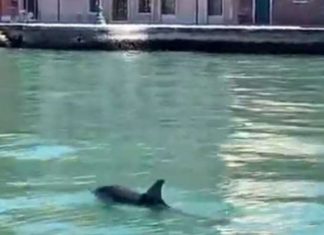 Casal de golfinhos nadando em canal de Veneza faz sucesso: vídeo