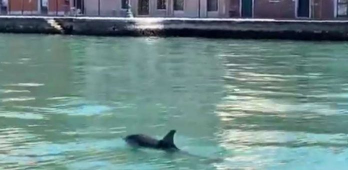 Casal de golfinhos nadando em canal de Veneza faz sucesso: vídeo