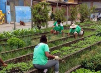 Chamada antes de Cracolândia no RJ, lugar vira horta e ajuda 800 famílias na pandemia