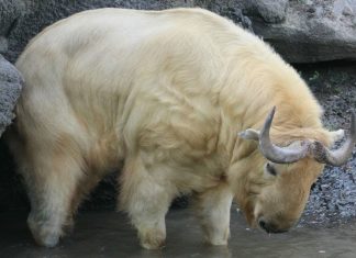 Este animal raro é uma mistura entre vaca e cabra chamado “takin”. Ele vive no Himalaia.