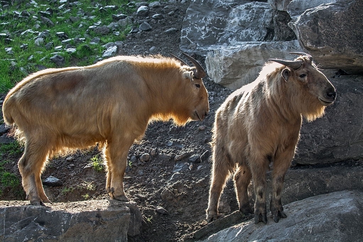 asomadetodosafetos.com - Este animal raro é uma mistura entre vaca e cabra chamado "takin". Ele vive no Himalaia.