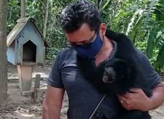 Macaco-aranha que estava preso há 20 anos é resgatado no MT: perigo de extinção