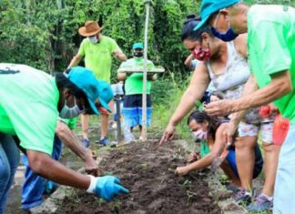 No Jardim Botânico de Santos, voluntários podem plantar e colher alimentos