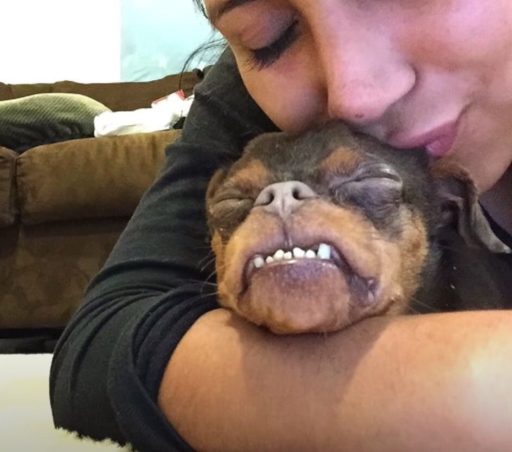 asomadetodosafetos.com - Mulher adota cachorrinho com deformidades que era "o mais feio do abrigo", ela viu sua beleza!
