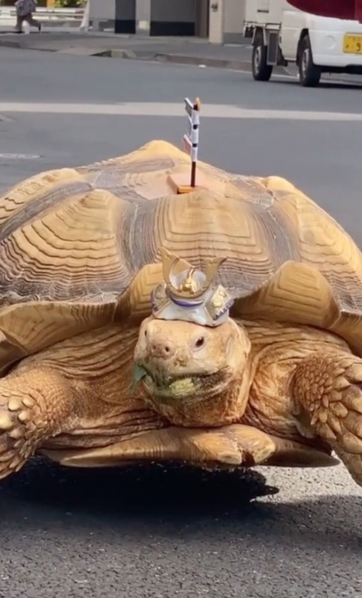 asomadetodosafetos.com - Vovô japonês caminha diariamente com sua tartaruga há 20 anos
